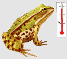 grenouille thermomtre